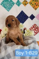 CHEIF, a male Golden Retriever for sale in West Plains, MO – 7 of 8