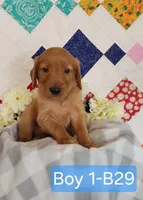 CHEIF, a male Golden Retriever for sale in West Plains, MO – 6 of 8