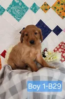 CHEIF, a male Golden Retriever for sale in West Plains, MO – 5 of 8