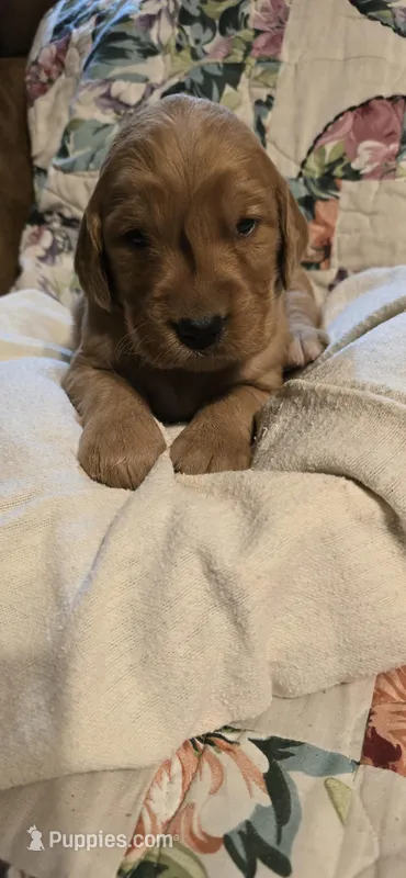 Mahomes – Golden Retriever puppy for sale in West Plains, MO