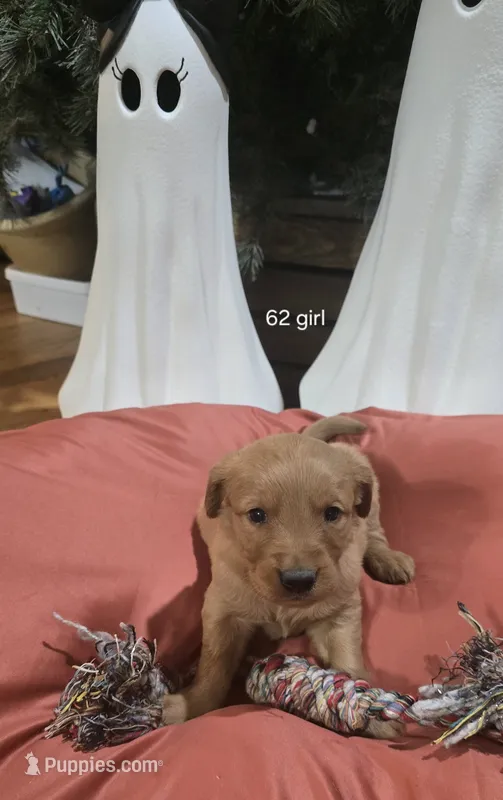 Dolly – Golden Retriever puppy for sale in West Plains, MO