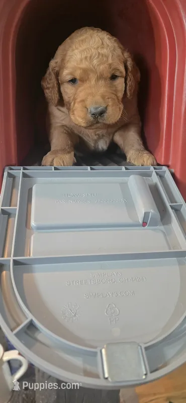 Mahomes – Golden Retriever puppy for sale in West Plains, MO