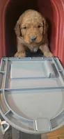 Mahomes, a male Golden Retriever for sale in West Plains, MO – 1 of 1