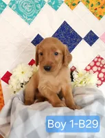 CHEIF, a male Golden Retriever for sale in West Plains, MO – 8 of 8