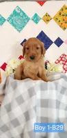 CHEIF, a male Golden Retriever for sale in West Plains, MO – 2 of 8