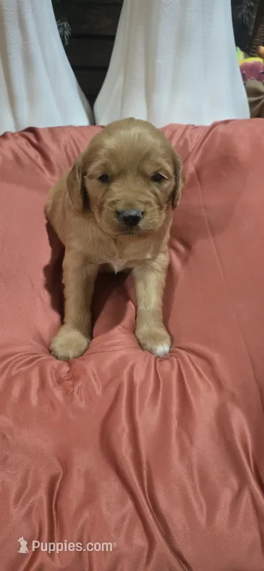 Kelcee – Golden Retriever puppy for sale in West Plains, MO
