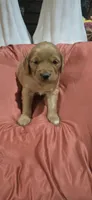 Kelcee, a male Golden Retriever for sale in West Plains, MO – 1 of 1
