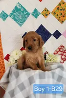 CHEIF, a male Golden Retriever for sale in West Plains, MO – 3 of 8