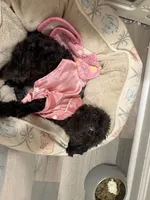 Start, a female Poodle - Toy  for sale in McDonough, GA – 3 of 3
