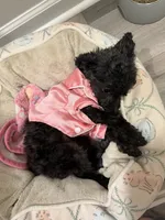 Start, a female Poodle - Toy  for sale in McDonough, GA – 1 of 3