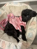 Start, a female Poodle - Toy  for sale in McDonough, GA – 2 of 3