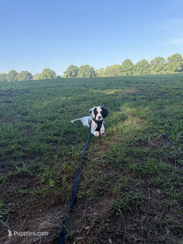 Walter – English Setter puppy for sale in Raleigh, NC
