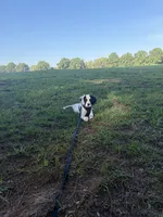 Walter, a male English Setter for sale in Raleigh, NC – 1 of 2