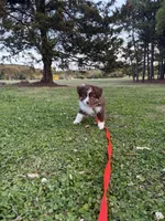 Kaiser, a male Miniature Australian Shepherd for sale in Raleigh, NC – Photo 3 of 3