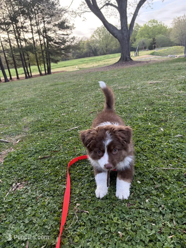 Kaiser – Miniature Australian Shepherd puppy for sale in Raleigh, NC