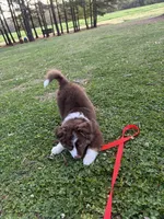 Kaiser, a male Miniature Australian Shepherd for sale in Raleigh, NC – Photo 2 of 3