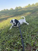 Walter, a male English Setter for sale in Raleigh, NC – 2 of 2