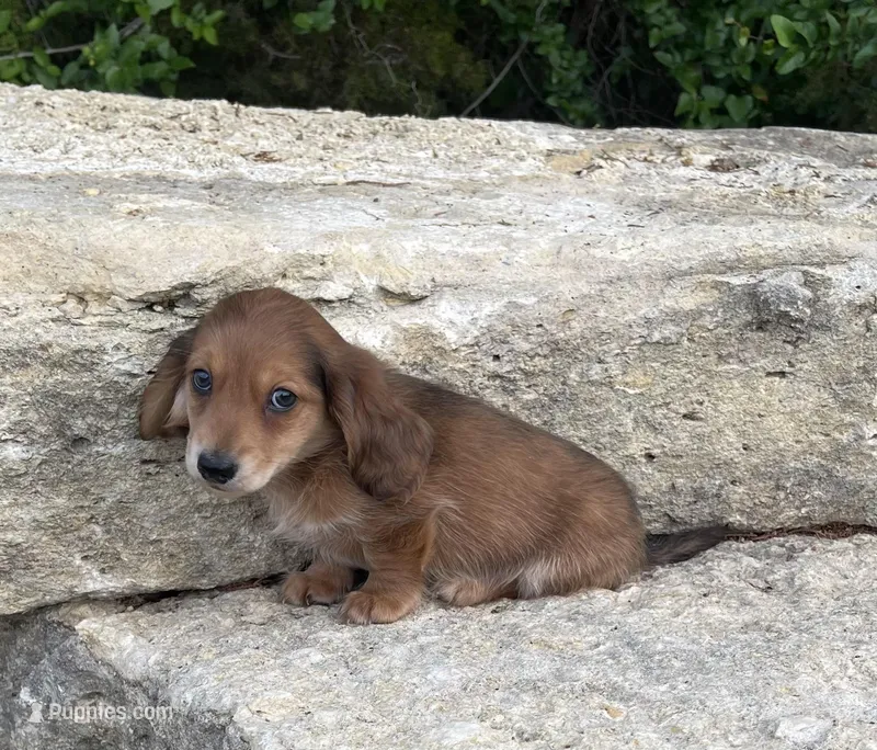 Roscoe , a male Miniature Dachshund for sale in Glen Rose, TX – Photo 1 of 1