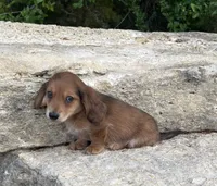 Roscoe , a male Miniature Dachshund for sale in Glen Rose, TX – 2 of 2