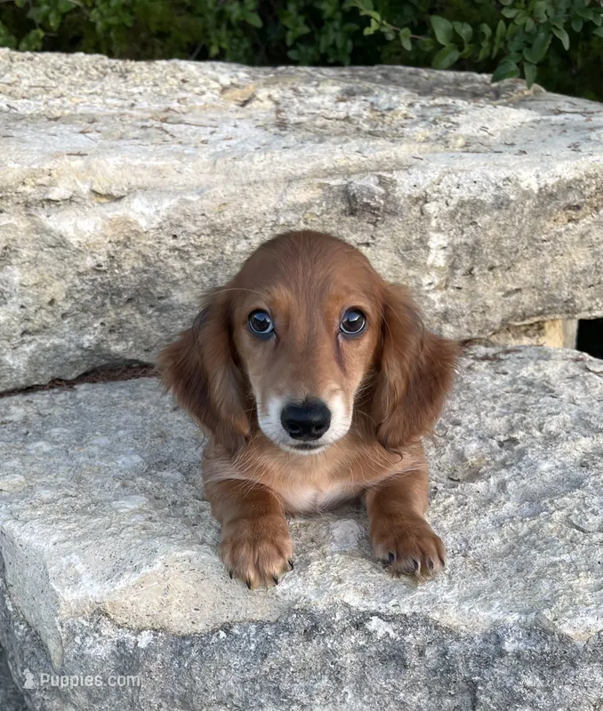 Roscoe  – Miniature Dachshund puppy for sale in Glen Rose, TX