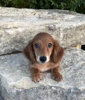 Roscoe , a male Miniature Dachshund for sale in Glen Rose, TX – 1 of 2
