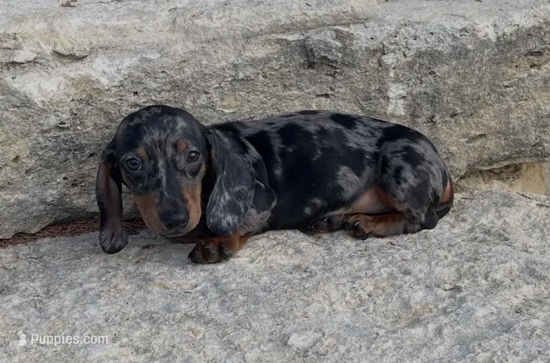 Pebbles  – Miniature Dachshund puppy for sale in Glen Rose, TX