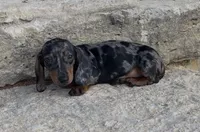 Pebbles , a female Miniature Dachshund for sale in Glen Rose, TX – 4 of 5