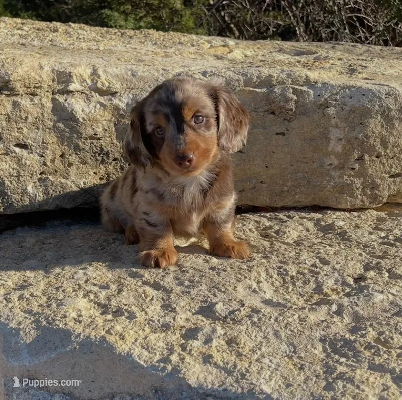 Dawson , a male Miniature Dachshund for sale in Glen Rose, TX – Photo 1 of 1