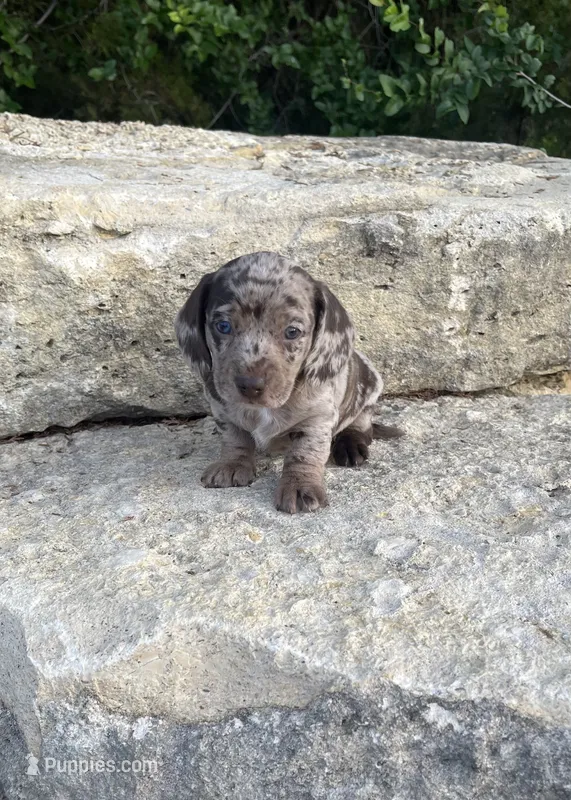 Bella – Miniature Dachshund puppy for sale in Glen Rose, TX