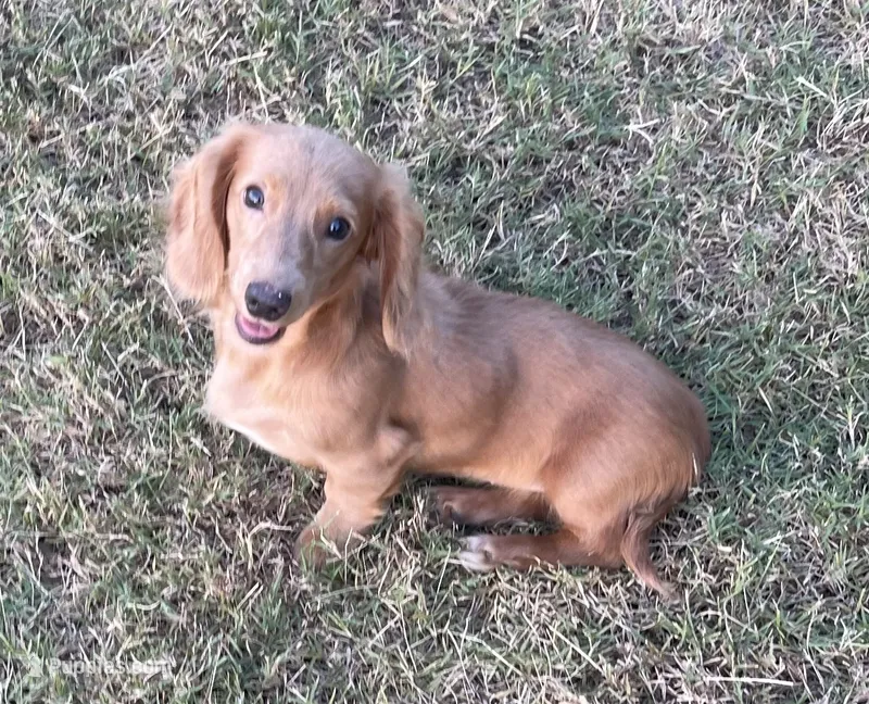 Sadie – Miniature Dachshund puppy for sale in Glen Rose, TX