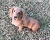 Sadie, a female Miniature Dachshund for sale in Glen Rose, TX – 1 of 1