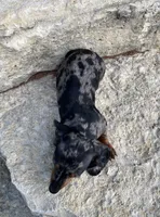 Pebbles , a female Miniature Dachshund for sale in Glen Rose, TX – 5 of 5