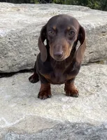 Coco, a female Miniature Dachshund for sale in Glen Rose, TX – 1 of 1