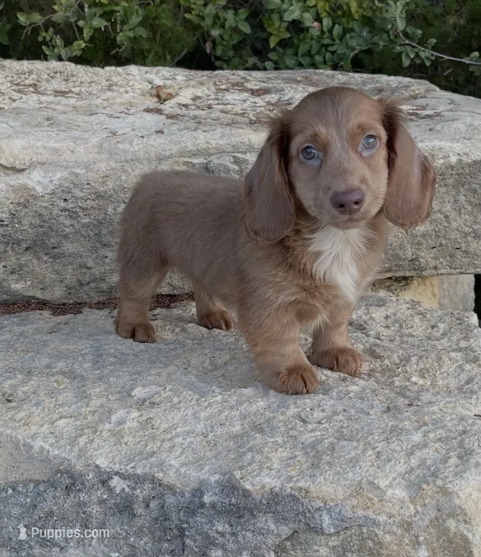 Bella – Miniature Dachshund puppy for sale in Glen Rose, TX