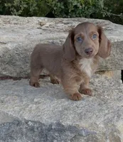 Bella, a female Miniature Dachshund for sale in Glen Rose, TX – 1 of 1