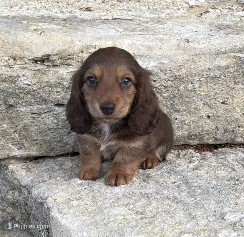 Lassie , a female Miniature Dachshund for sale in Glen Rose, TX – Photo 1 of 1