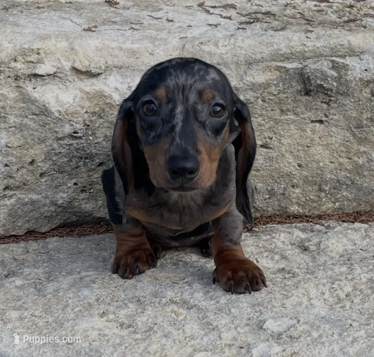 Pebbles  – Miniature Dachshund puppy for sale in Glen Rose, TX