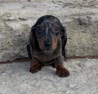 Pebbles , a female Miniature Dachshund for sale in Glen Rose, TX – 3 of 5