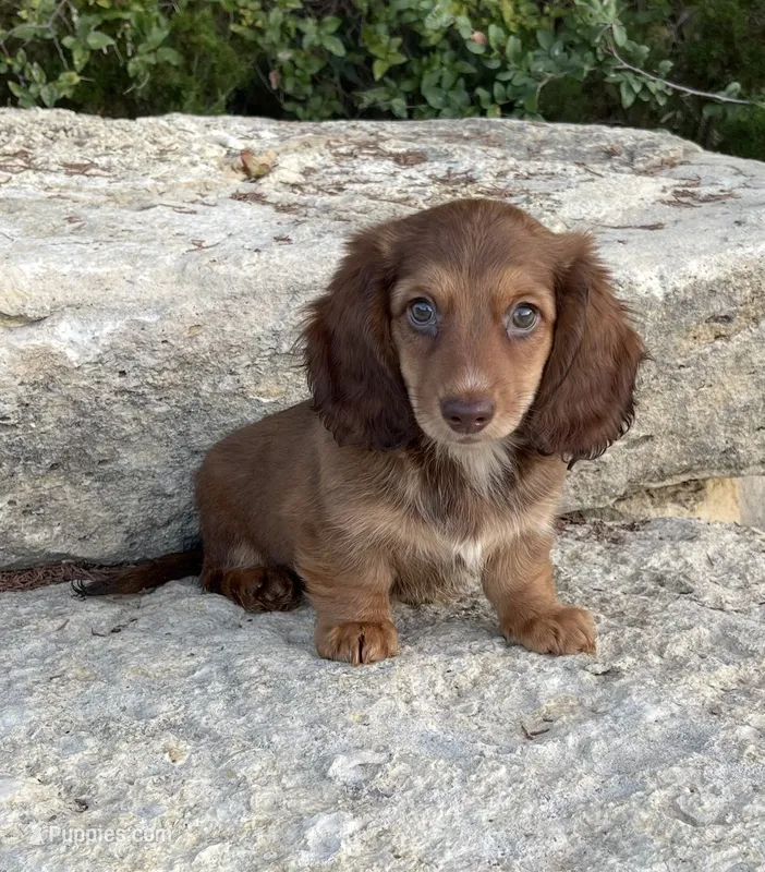 Roscoe – Miniature Dachshund puppy for sale in Glen Rose, TX