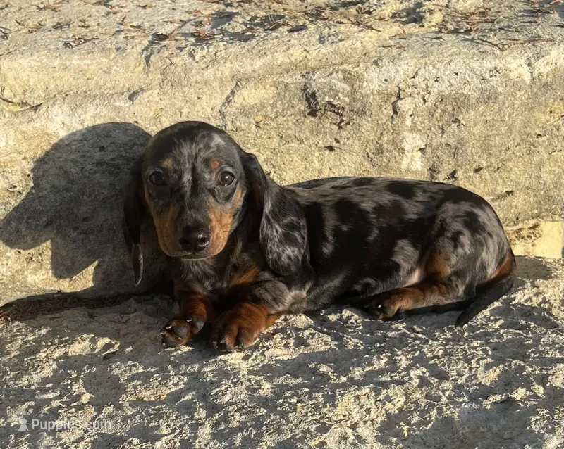 Pebbles  – Miniature Dachshund puppy for sale in Glen Rose, TX