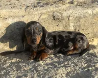 Pebbles , a female Miniature Dachshund for sale in Glen Rose, TX – 1 of 5