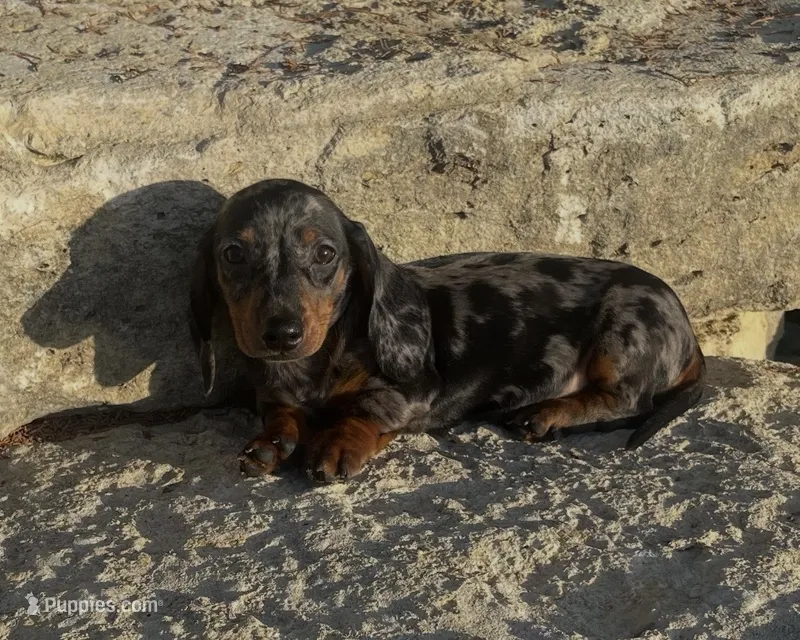 Pebbles  – Miniature Dachshund puppy for sale in Glen Rose, TX
