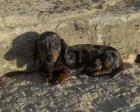 Pebbles , a female Miniature Dachshund for sale in Glen Rose, TX – 1 of 1