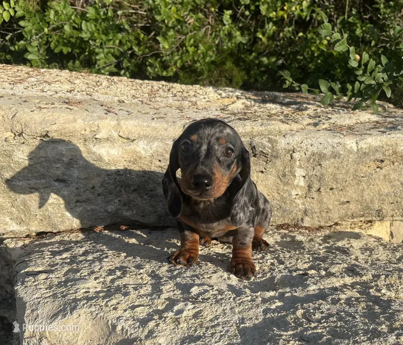 Pebbles  – Miniature Dachshund puppy for sale in Glen Rose, TX