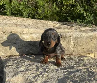 Pebbles , a female Miniature Dachshund for sale in Glen Rose, TX – 2 of 5