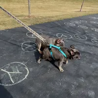 Fluffy, a female French Bulldog for sale in Chicago, IL – Photo 2 of 2