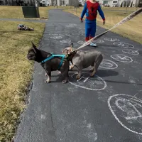 Fluffy, a female French Bulldog for sale in Chicago, IL – Photo 1 of 2