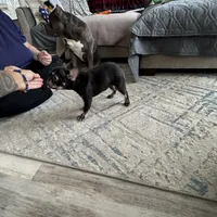Cocoa, a female French Bulldog for sale in Chicago, IL – Photo 2 of 4