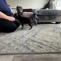 Cocoa, a female French Bulldog for sale in Chicago, IL – Photo 3 of 4