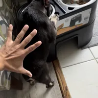 Cocoa, a female French Bulldog for sale in Chicago, IL – Photo 1 of 4